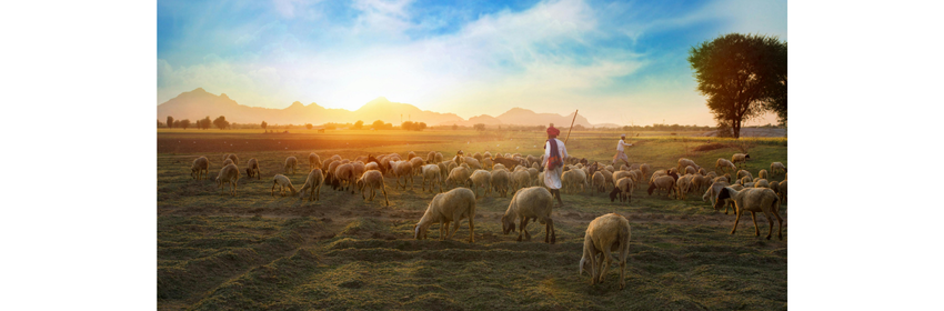 How Jesus Shepherds Your Life: Rediscover Psalm 23